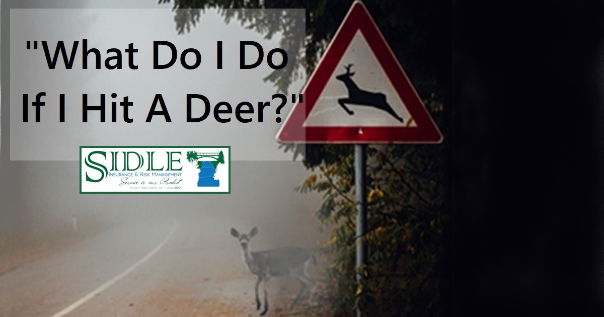 What Do I Do If I Hit A Deer? - David L. Sidle Agency, Inc.